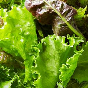 Seeds: Lettuce Seeds