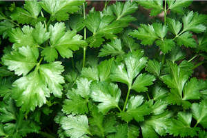 Seeds: Italian Parsley Seeds