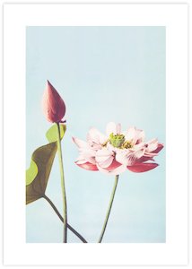 Photography Art: Lotus Flower