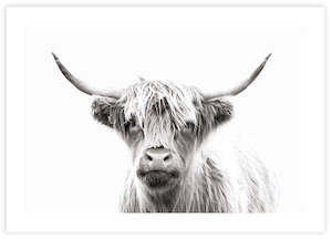 Photography Art: Highland Cow