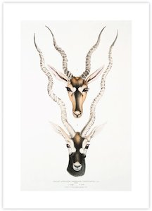 John Gray: Indian Antelopes