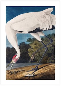 John James Audubon: Hooping Crane