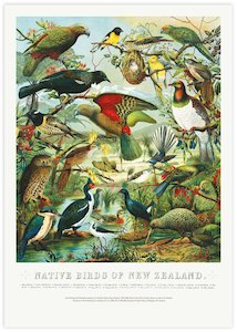 William Shaw Diedrich Schmidt: Native Birds of New Zealand