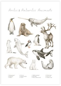 Kids Room: Arctic & Antarctic Animals