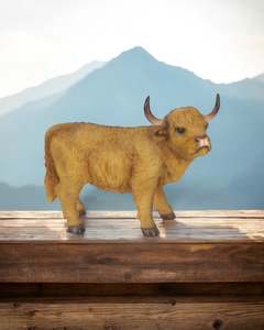 Animals: Highland Cow