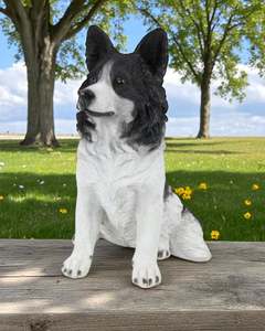 Dogs: Sitting Border Collie
