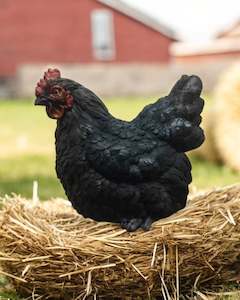 Black Sitting Chicken
