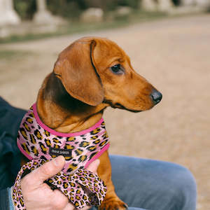 Leopard Harness