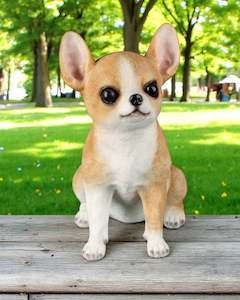 Animals: Sitting Chihuahua
