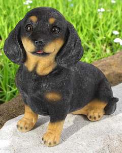 Animals: Dachshund