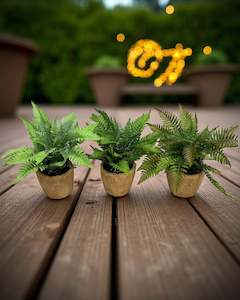 Fairy Gardens: 28cm Fern in Terracotta Pot