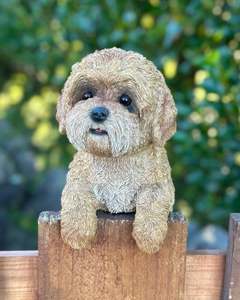Animals: Cavoodle
