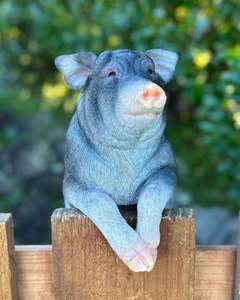 Animals: Pig Large