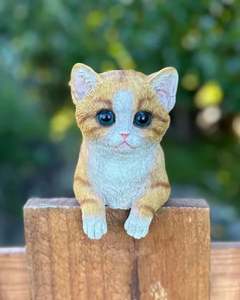 Animals: Ginger Cat