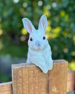 Animals: White Rabbit