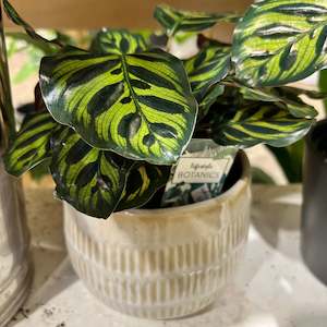Gifts Under 50: Calathea Makoyana