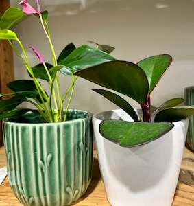 Galentines Day: Desk Plant & Ceramic Pot