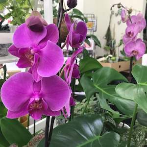 Christmas Gift Ideas: Coloured Moth Orchid (Phalenopsis)
