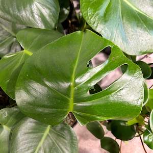 Gifts Under 50: Monstera Deliciosa Plant (smaller plant)