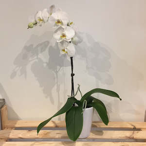 Christmas Gift Ideas: White Phalenopsis Orchid Plant & Pot