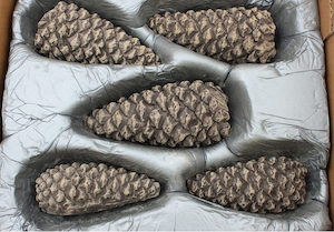 Gas Fire Accessories: Pinecone set