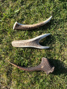 3 x Small Premium Antler Chew Southern Buddy