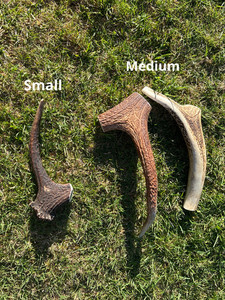 Products: 2 Mediums and 1 Small Premium Antler Chew Southern Buddy