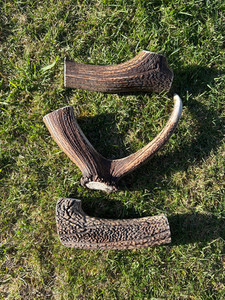 3 x large Premium Antler Chew Southern Buddy