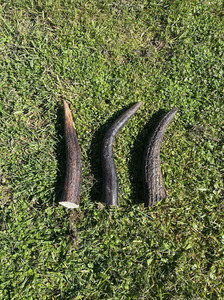 Products: 3x Premium Extra Small Antler Chew Southern Buddy