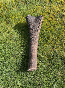 Premium Large Antler Chew Southern Buddy