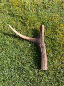 Premium Medium Antler Chew Southern Buddy