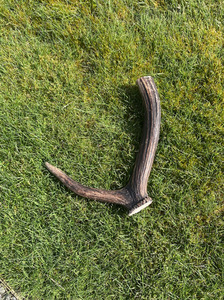 Premium Small Antler Chew Southern Buddy