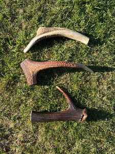 3 x Medium Premium Antler Chew Southern Buddy