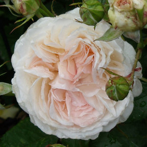 Berevement: Fragrant Memories
