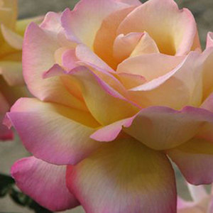 Hybrid Tea Bush: Peace