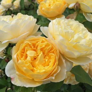 English Style Roses: Charlotte