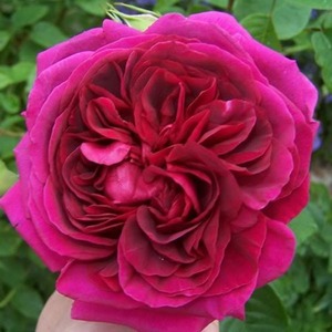 English Style Roses: Austin Crimson