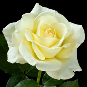 Hybrid Tea Bush: Elina