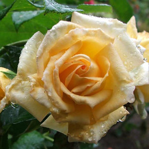 Highly Fragrant Roses: Citrus Bomb