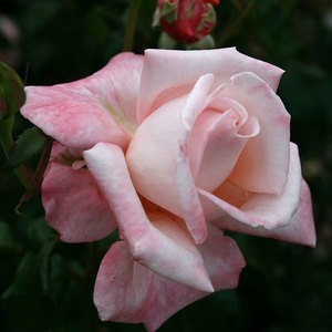 Highly Fragrant Roses: Standard Aotearoa