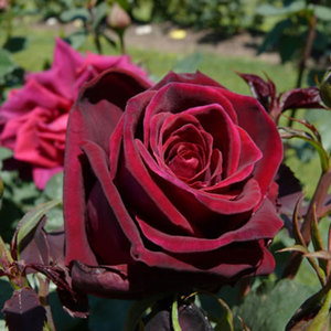 Highly Fragrant Roses: Climbing Deep Secret