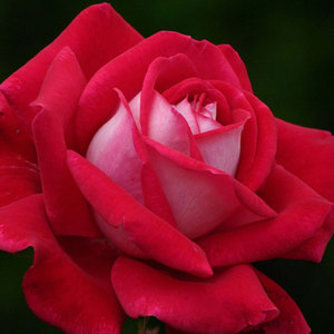 Hybrid Tea Bush: Candella