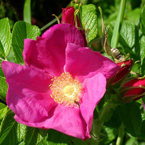 Highly Fragrant Roses: Rugosa Rugspin