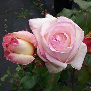 Highly Fragrant Roses: Silver Wedding