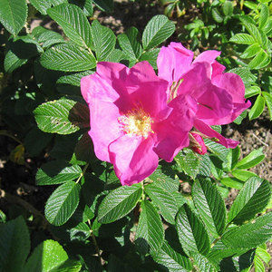 Rugosa Scabrosa