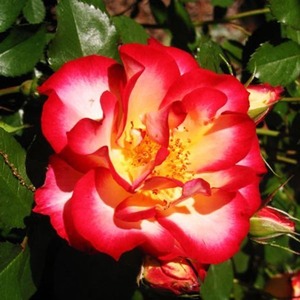 Floribunda Bush: Betty Boop