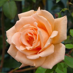 Highly Fragrant Roses: Breath Of Life