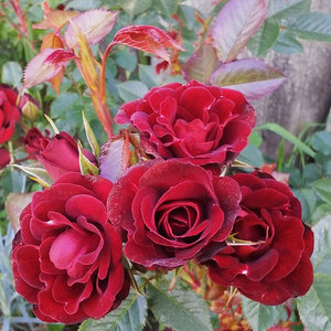 Floribunda Bush: Dad’s Delight