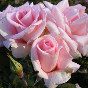 Hybrid Tea Bush: Desiree