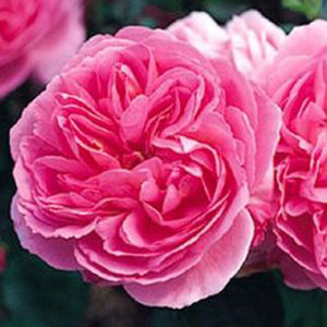 English Style Roses: Sir Walter Raleigh